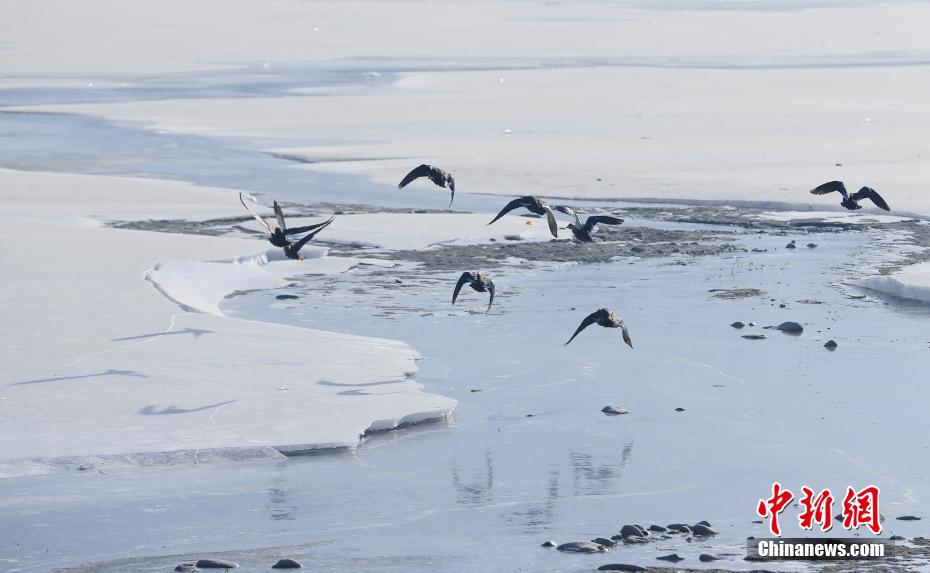 Gli uccelli migratori svernanti arrivano allo Xining Beichuan Wetland Park