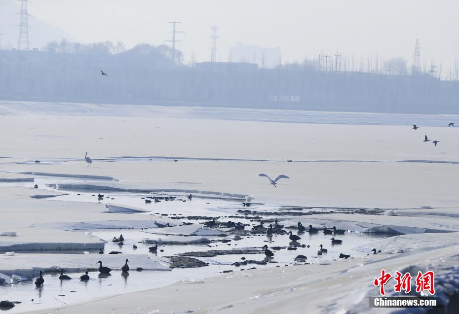 Gli uccelli migratori svernanti arrivano allo Xining Beichuan Wetland Park