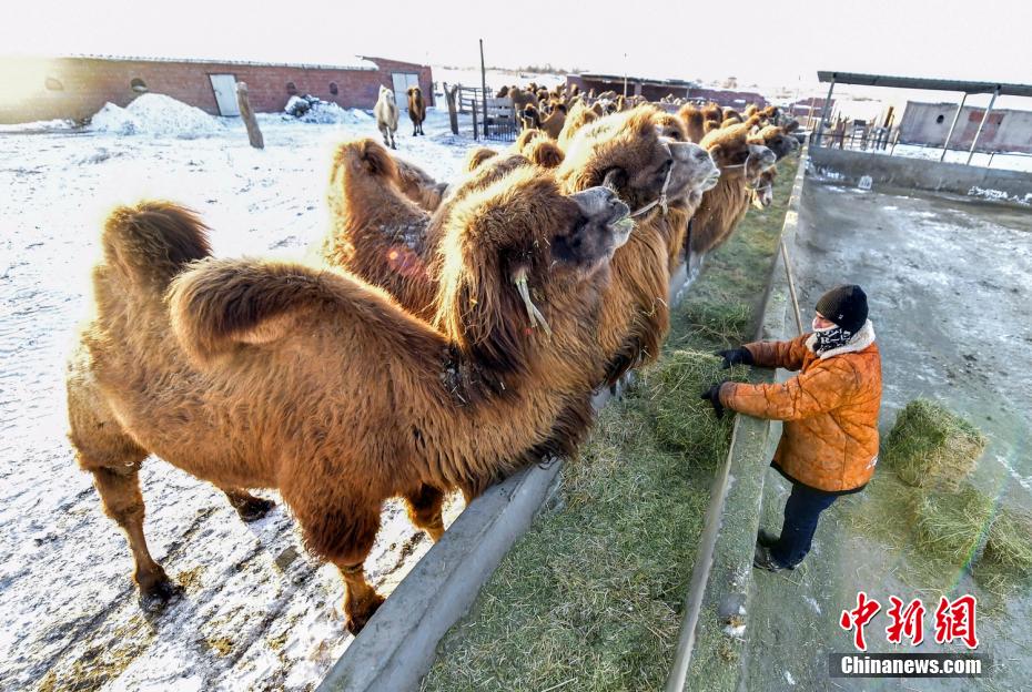 Xinjiang: il rapido sviluppo dell'industria dei cammelli porta un reddito stabile ai pastori