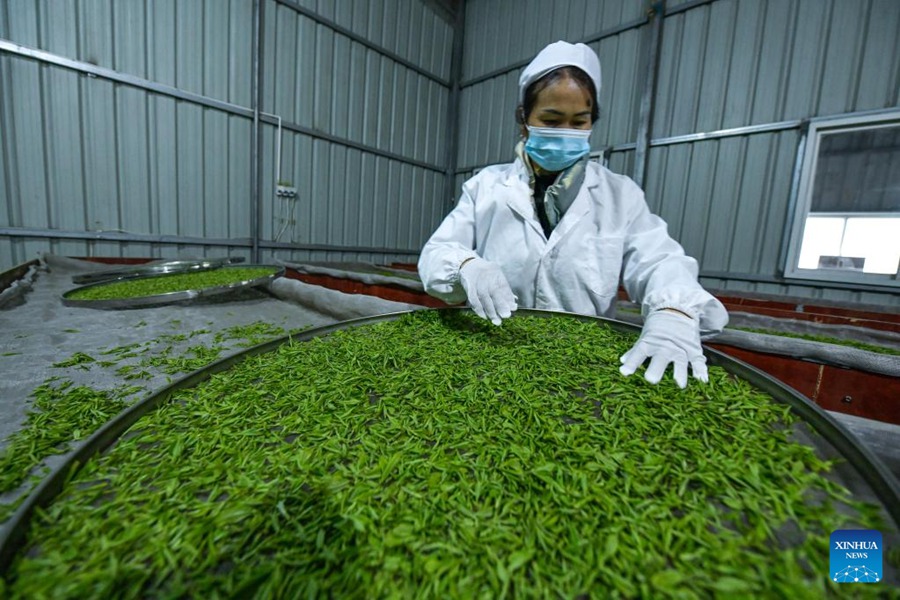 Pu'an, Guizhou: gli agricoltori beneficiano dell'industria del tè 