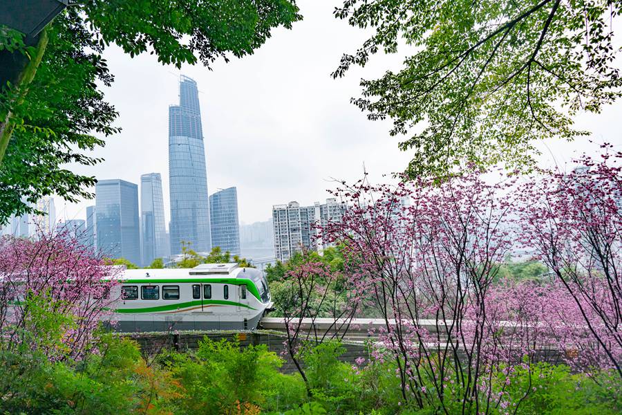 Bellissimi fiori di prugno nel tratto Fotuguan della metropolitana di Chongqing