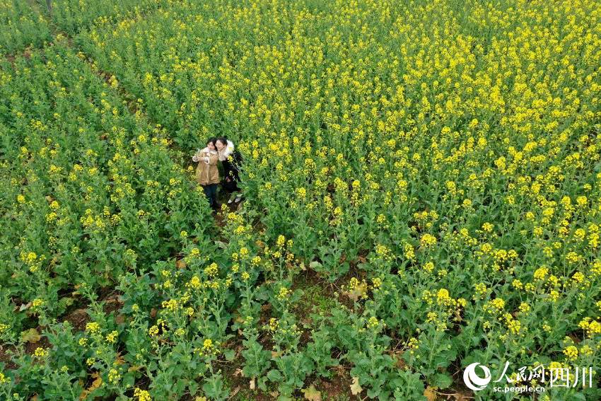 Sichuan: i fiori attirano visitatori, creando un meraviglioso scenario rurale