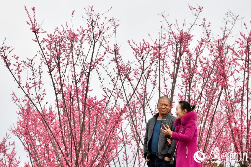 Sichuan: i fiori attirano visitatori, creando un meraviglioso scenario rurale