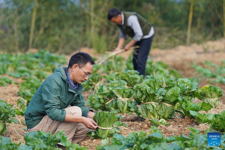 Zheng Tao e suo padre confezionano le verdure nella Contea di Yixian, provincia dell'Anhui. (24 novembre 2022 - Xinhua/Guo Chen)