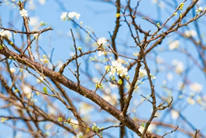 Fuzhou: sbocciano i fiori di pesco e di prugno