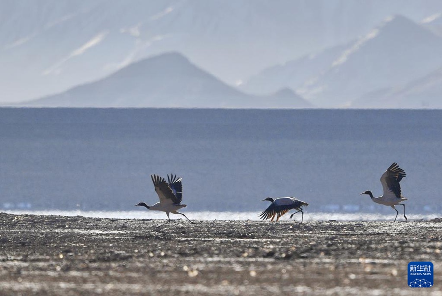 Le gru dal collo nero nella contea di Lhunzhub di Lhasa, nella regione autonoma del Tibet, nel sud-ovest della Cina. (1° marzo 2023 – Xinhua/Zhang Rufeng)