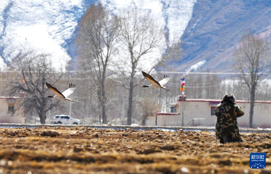 La popolazione di gru dal collo nero supera i 10.000 esemplari nel Tibet, Cina