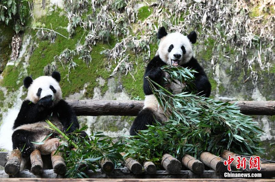 Chongqing: i panda giganti gustano cibi deliziosi