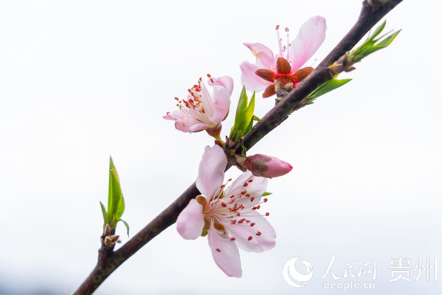 Guizhou: la campagna in fiore come un dipinto primaverile