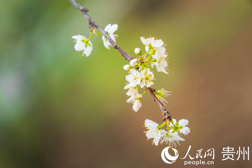 Guizhou: la campagna in fiore come un dipinto primaverile