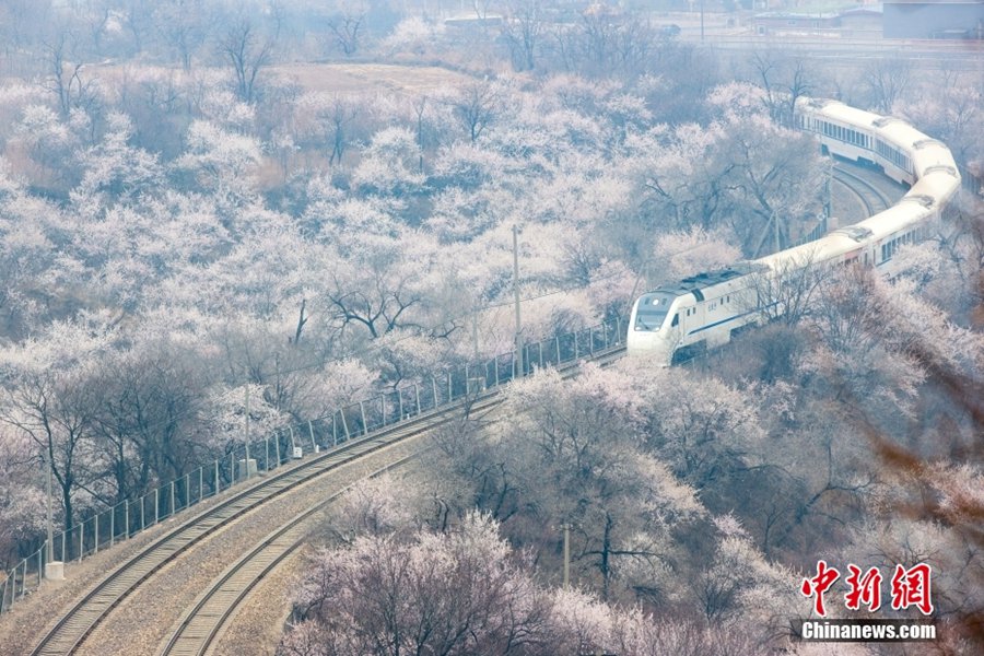 Beijing: i treni della linea S2 attraversanno un mare di fiori