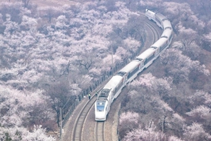 Beijing: i treni della linea S2 attraversanno un mare di fiori