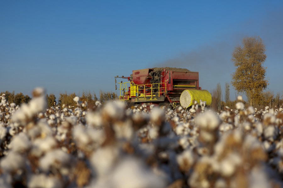 Un raccoglitore di cotone al lavoro nella contea di Xayar, regione autonoma uigura dello Xinjiang, nella Cina nord-occidentale. (10 novembre 2022 - Liu Yuzhu/Xinhua)