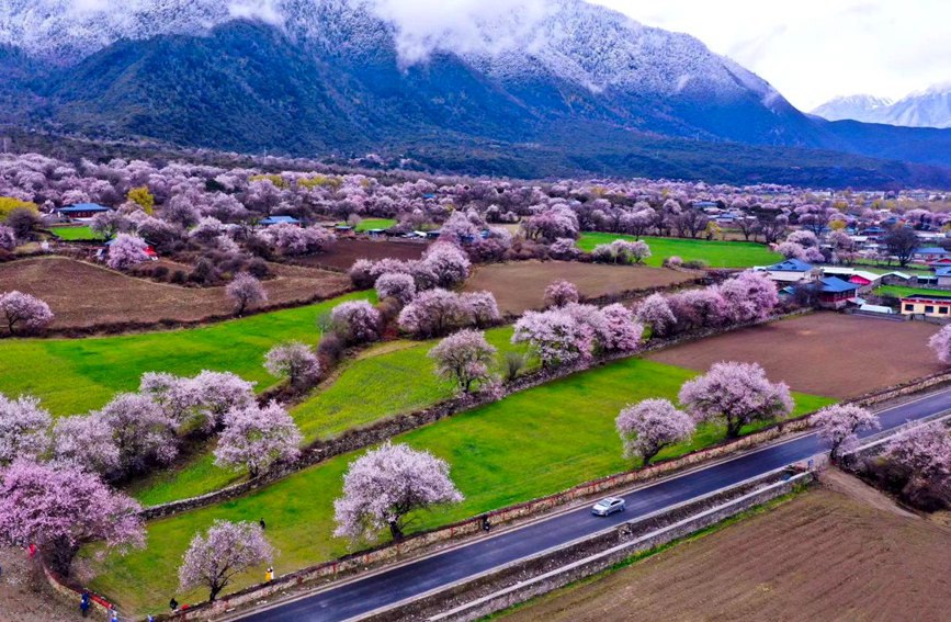 Tibet: i fiori di pesco sbocciano con l'arrivo della primavera