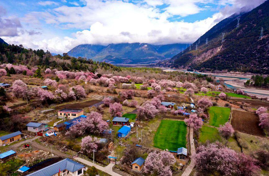 Tibet: i fiori di pesco sbocciano con l'arrivo della primavera