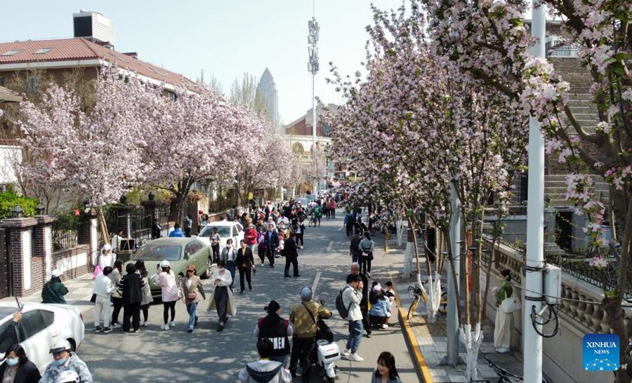 Tianjin: la fioritura di begonie stimola il turismo