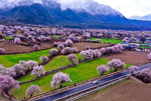 Tibet: i fiori di pesco sbocciano con l'arrivo della primavera