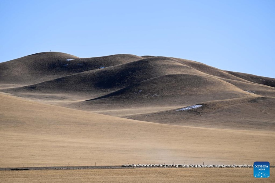 Mongolia Interna: la stagione più impegnata del mandriano