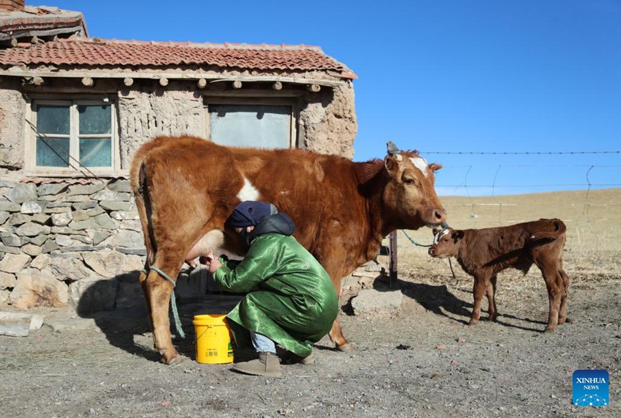 Mongolia Interna: la stagione più impegnata del mandriano