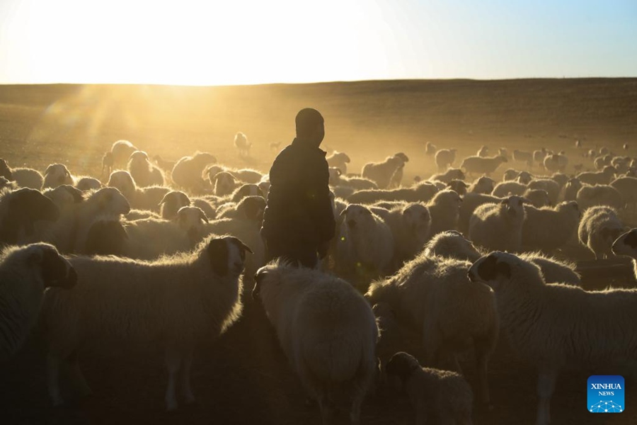 Mongolia Interna: la stagione più impegnata del mandriano