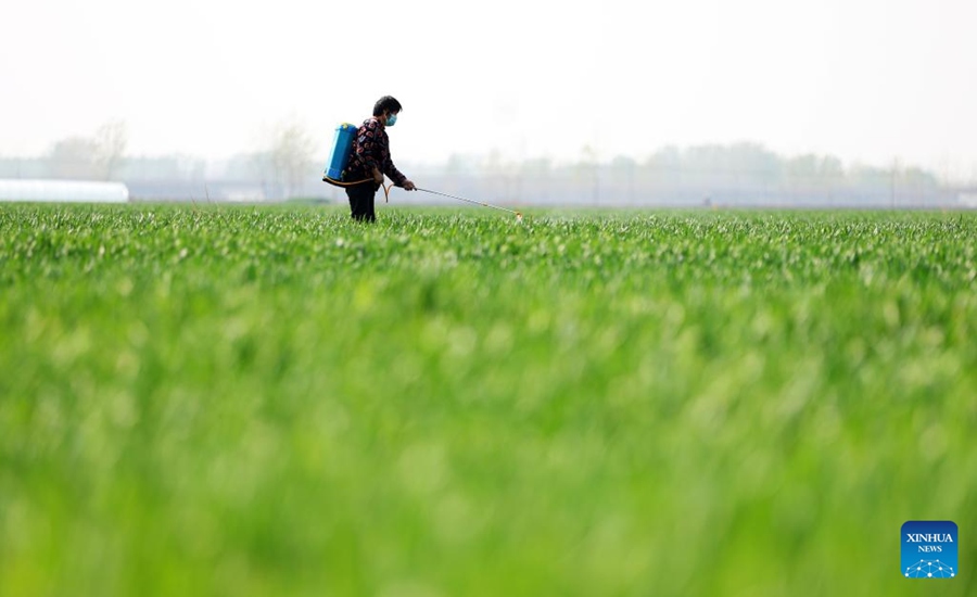 Cina: agricoltori impegnati nella coltivazione primaverile