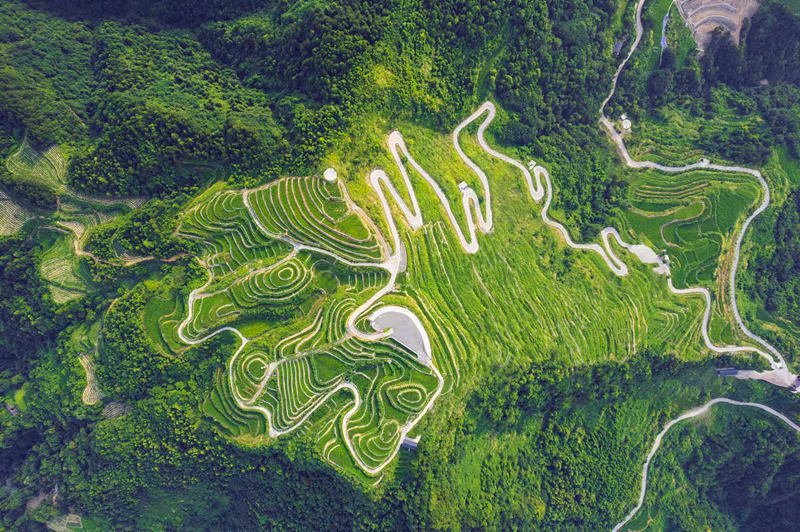 L'effervescente industria del tè ai frutti di bosco di Zhangjiajie