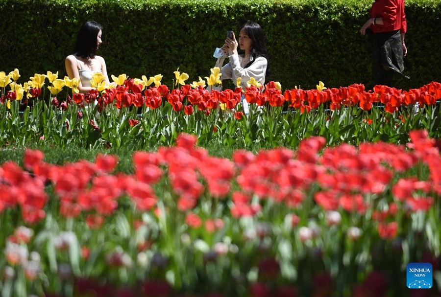 Parco Zhongshan di Beijing, tulipani in piena fioritura