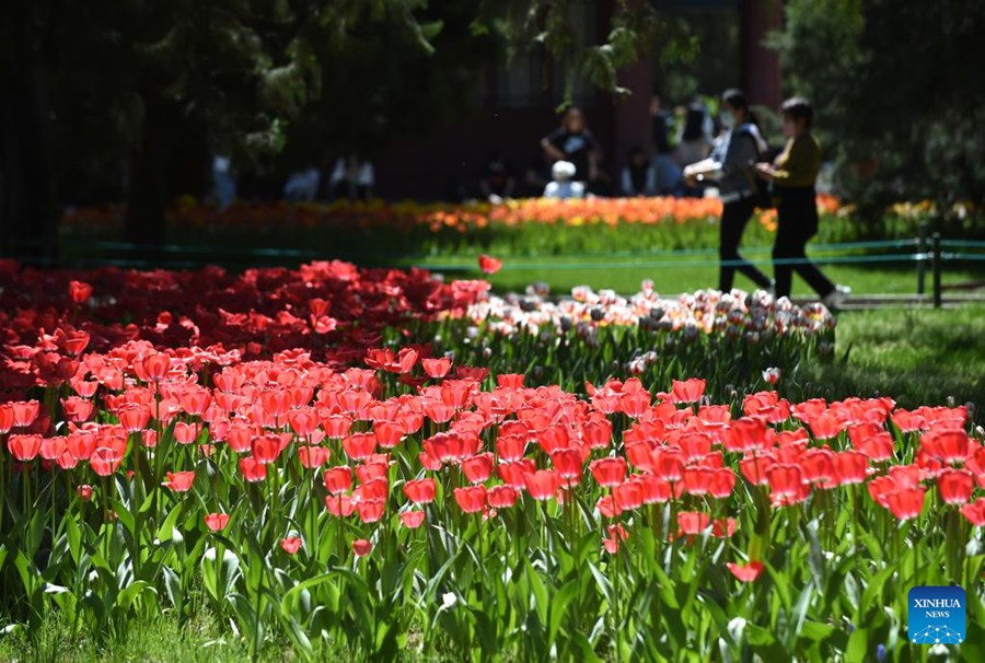 Parco Zhongshan di Beijing, tulipani in piena fioritura