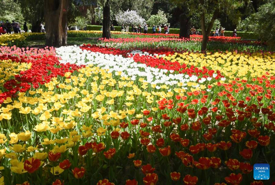 Parco Zhongshan di Beijing, tulipani in piena fioritura