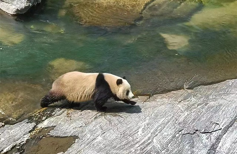 Il panda gigante selvatico attraversa il fiume. (Foto fornita da Chen Li)