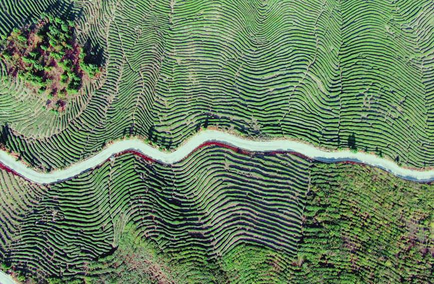 Shaanxi: arrivata la stagione di raccolta del tè