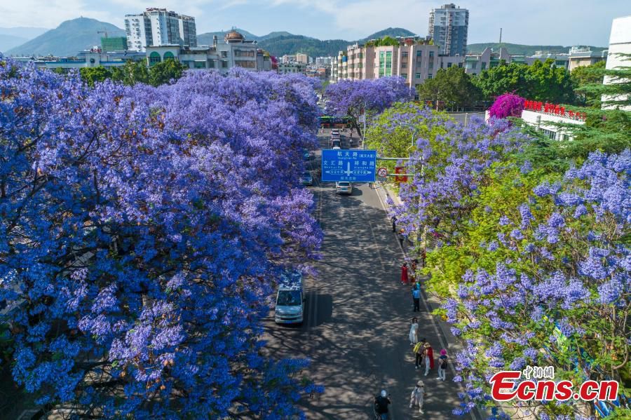 Sichuan: gli alberi di Jacaranda in fiore creano un paesaggio romantico