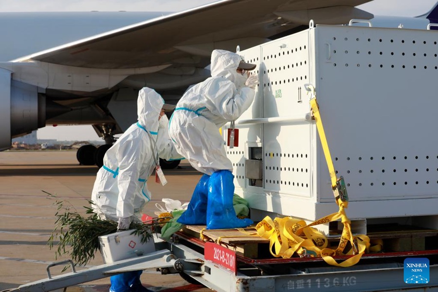 Il panda gigante Ya Ya arriva all'aeroporto internazionale Pudong di Shanghai. (27 aprile 2023 – Xinhua/Zhang Haibo)