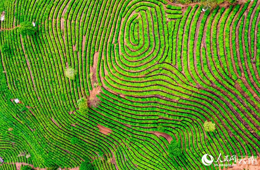 Vista aerea delle piantagioni di tè nella contea autonoma Hani e Yi di Jiangcheng, provincia dello Yunnan. (Quotidiano del Popolo Online/Hu Zunhui)