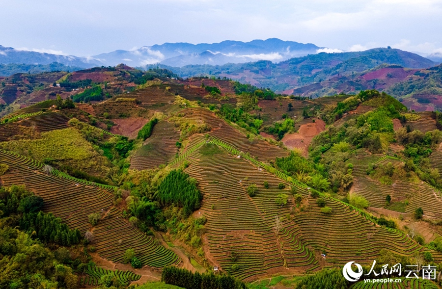 Yunnan: il pittoresco paesaggio delle piantagioni di tè dopo la pioggia