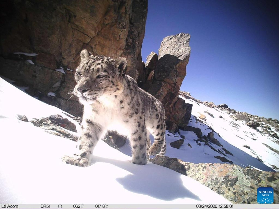 Foto d'archivio scattata da una telecamera a infrarossi mostra un leopardo delle nevi nell'area di riserva del Monte Qomolangma nel Tibet. (Centro di protezione del leopardo delle nevi di Qomolangma/Handout via Xinhua)