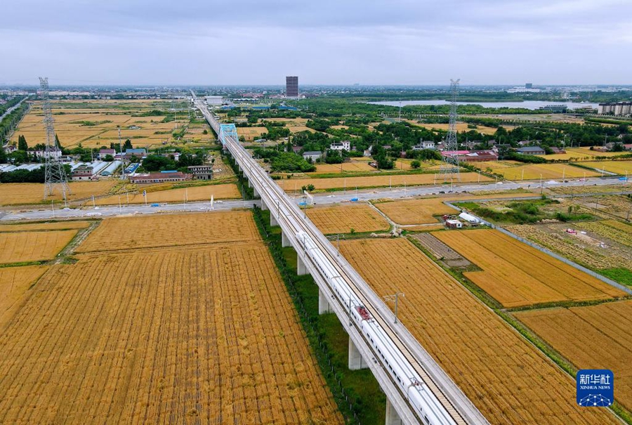 Campi di grano dorati durante la mietitura d'estate