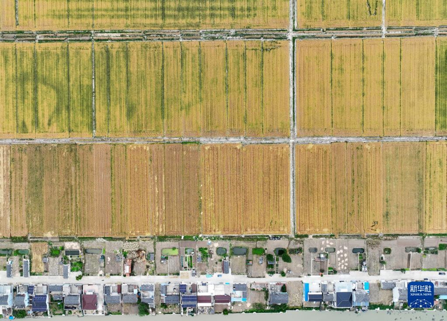 Campi di grano dorati durante la mietitura d'estate