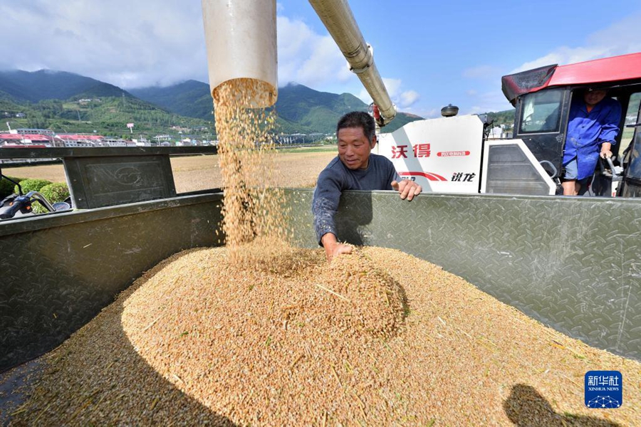 Campi di grano dorati durante la mietitura d'estate