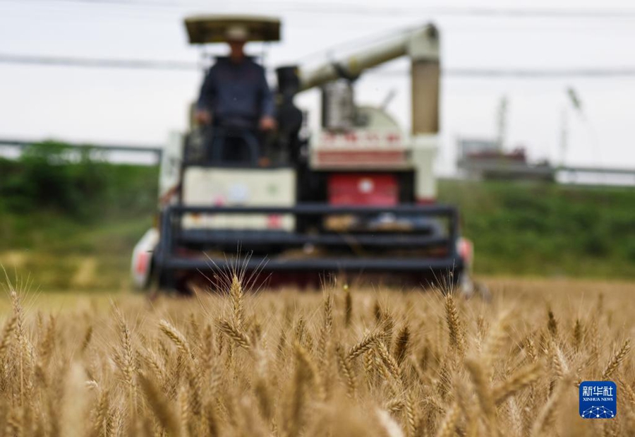 Campi di grano dorati durante la mietitura d'estate