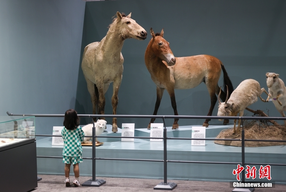 Aperta al pubblico la mostra delle collezioni selezionate dal Museo Nazionale di Storia Naturale