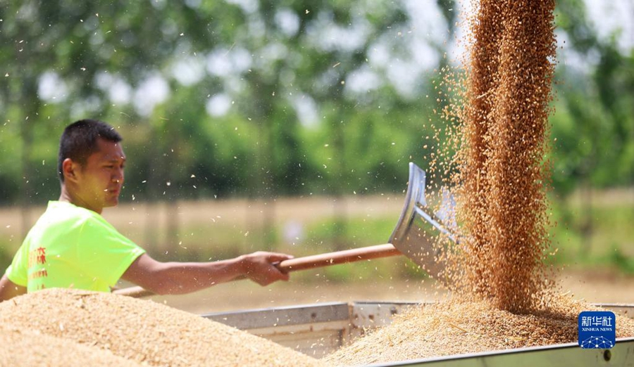 Lavori intensi nella stagione della mietitura del grano