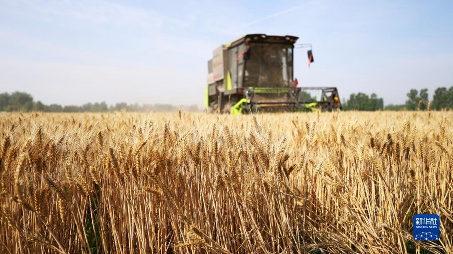 Lavori intensi nella stagione della mietitura del grano