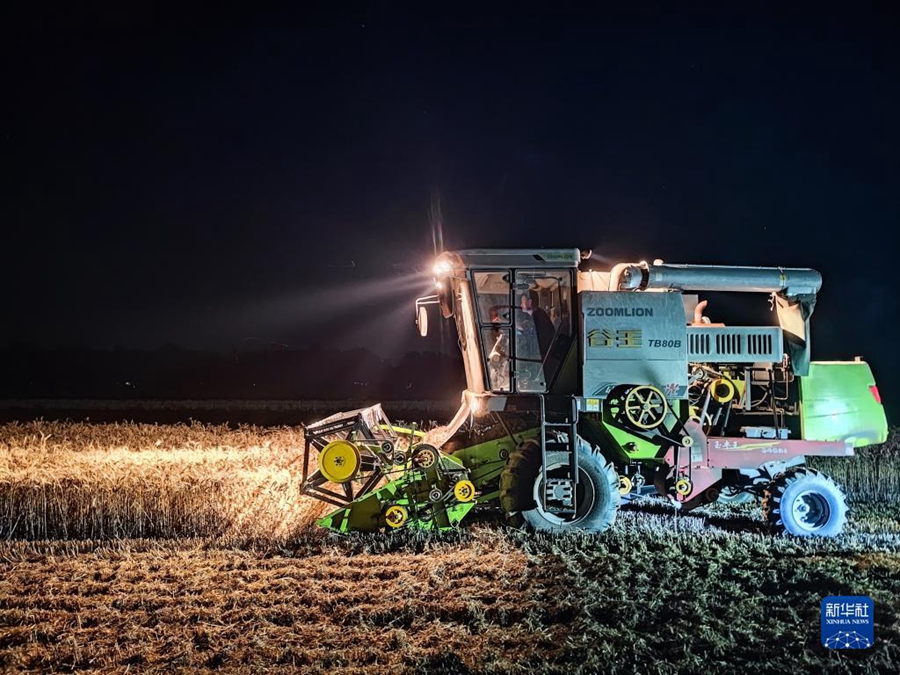 Lavori intensi nella stagione della mietitura del grano