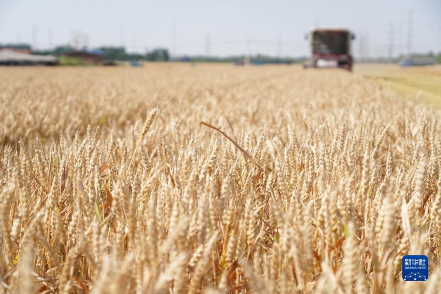 Lavori intensi nella stagione della mietitura del grano