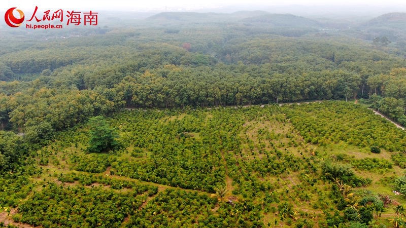 Piantagione di caffè della Hainan State Farms Tropical Products Industry. (Quotidiano del Popolo/Meng Fansheng)