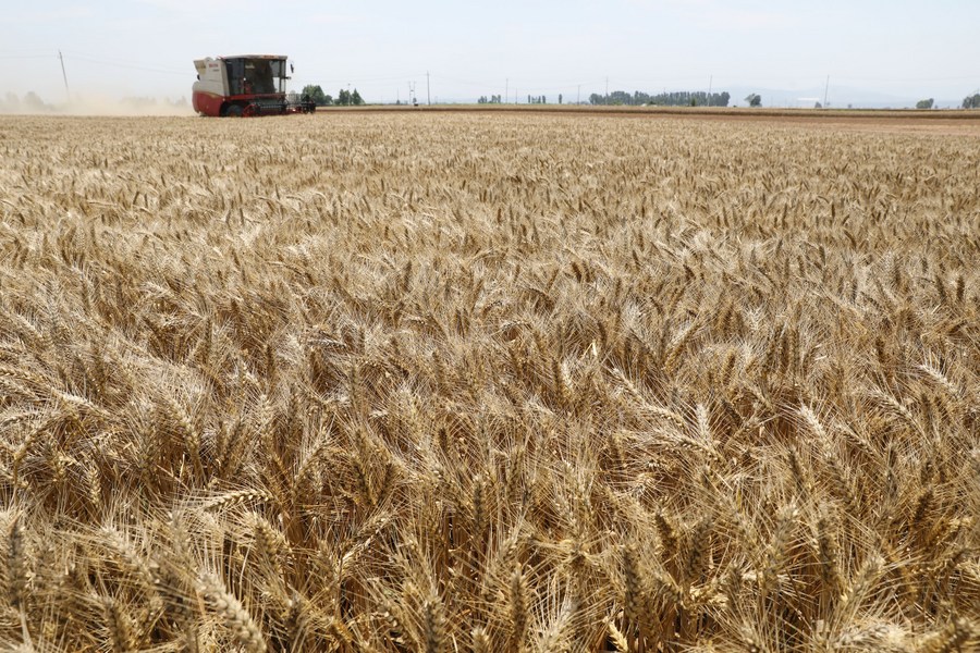 Una mietitrice miete grano in un campo nel villaggio di Zhangwangzhuang, provincia dello Henan, Cina centrale. (6 giugno 2023 - Xu Hongxing/Xinhua)