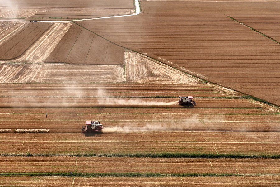 Il grano viene raccolto da macchine agricole nel villaggio di Houcao, provincia dello Shandong. (10 giugno 2023 - Ma Hongkun/Xinhua)