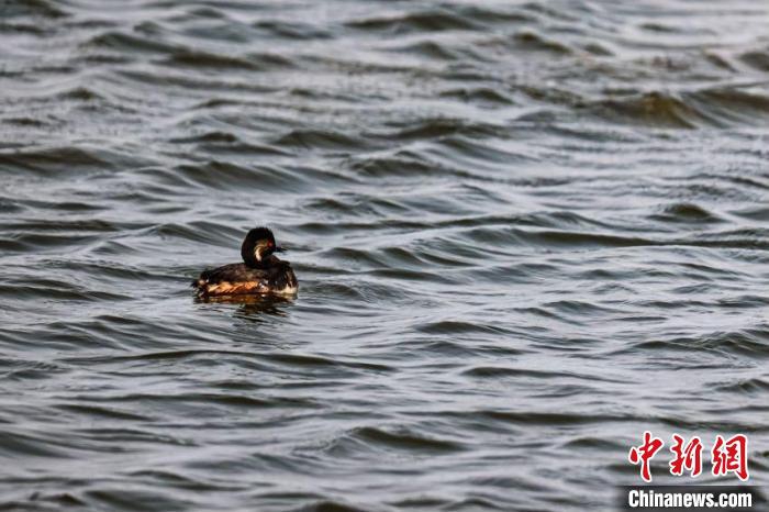 Mongolia Interna, più di 50 specie di uccelli migratori si stabilirono nella Riserva Naturale Nazionale di Horqin