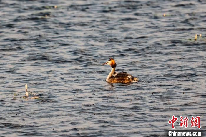 Mongolia Interna, più di 50 specie di uccelli migratori si stabilirono nella Riserva Naturale Nazionale di Horqin